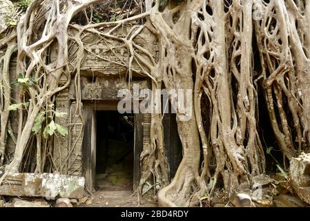 Tempio di TA Prohm nel complesso di Angkor Wat, Cambogia Foto Stock