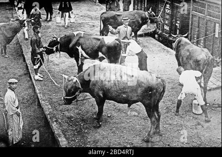 Buoi sacri per funerali, imperatore Giappone ca. Settembre 1912 Foto Stock