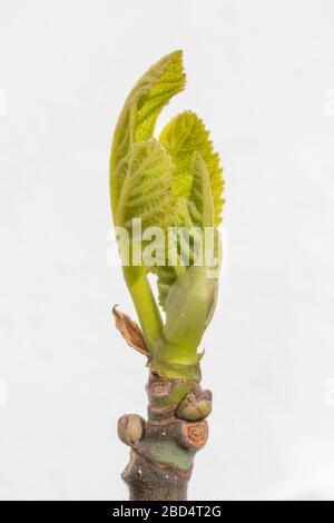 Nuovo germoglio di foglia su un albero di fico su uno sfondo bianco Foto Stock