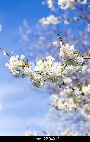 White spring cherry blossoms on a tree in Victoria Park, London, UK Foto Stock