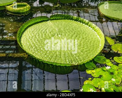 Santa Cruz Water Lily ai Kew Gardens Foto Stock