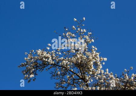 Vista ad angolo basso dei fiori bianchi di un albero di Magnolia di fronte ad un cielo blu chiaro, Magnolia grandiflora Foto Stock