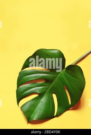 Giungla tropicale foglia Monstera isolato su sfondo giallo. Foto Stock