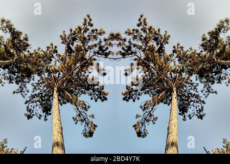 Un gruppo di palme accanto ad un albero Foto Stock