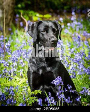 Ritratto di un labrador nero seduto nelle campane Foto Stock