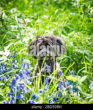 Jackadoodle seduto nel bluebells Foto Stock