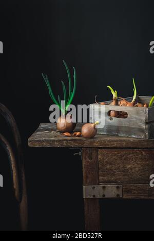 Umore scuro ancora vita con cipolle verdi germogliate in primavera su un tavolo rustico. Rimani a casa e fai crescere i tuoi veggy durante la quarantena di Covid 19 Foto Stock