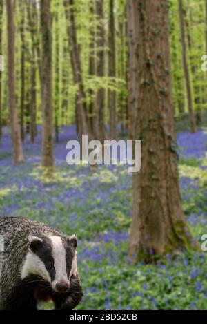 Tasso europeo (Meles meles meles) foraging in foresta di faggio con bluebells (Endymion nonscriptus) in fiore in primavera. Composito digitale Foto Stock