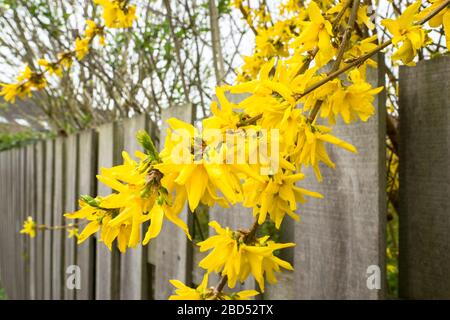 Bellissimi fiori gialli di Forsythia, anche conosciuto come albero di Pasqua Foto Stock