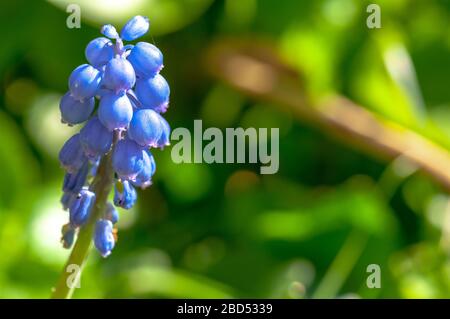 Muscaris blu in fiore in primavera Foto Stock