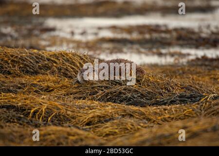 Wild Scottish Otters sull'isola di Mull, Scozia Foto Stock