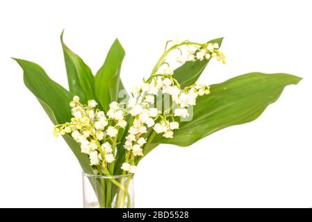 Bouquet di giglio della valle fiori, isolato su sfondo bianco. Il 1 maggio la Giornata del Lavoro simbolo Foto Stock