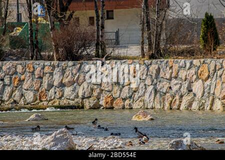 Mallard anatra sbarco sul fiume pieno di anatre Foto Stock