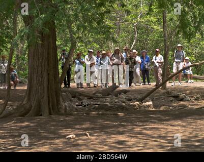 dh Tamarind Foresta KOMODO ISOLA INDONESIA Gruppo di turisti che guardano i draghi di Komodo a un buco di irrigazione drago turista Foto Stock