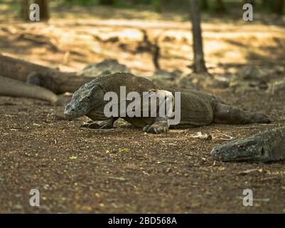 dh Tamarind Foresta drago KOMODO ISOLA INDONESIA Komodo draghi Varanus komodoensis nel parco nazionale patrimonio dell'umanità dell'UNESCO Foto Stock