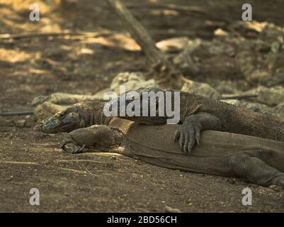 dh Tamarind Foresta drago KOMODO ISOLA INDONESIA Komodo draghi Varanus komodoensis nel parco nazionale patrimonio dell'umanità dell'UNESCO Foto Stock