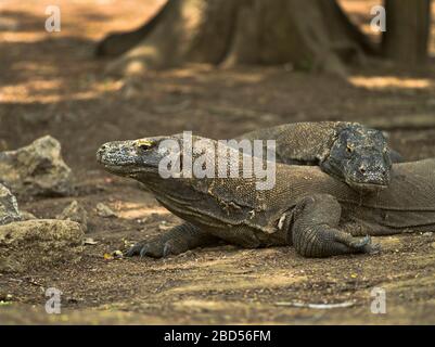 dh Tamarind Foresta drago KOMODO ISOLA INDONESIA Komodo draghi Varanus komodoensis nel parco nazionale patrimonio dell'umanità dell'UNESCO Foto Stock