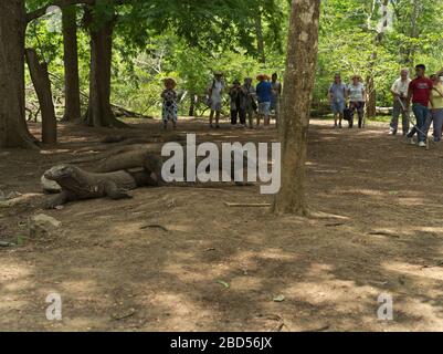 dh Tamarind Foresta KOMODO ISOLA INDONESIA Gruppo turistico di turisti Osservazione dei draghi di Komodo al parco nazionale del drago a buca d'irrigazione Foto Stock