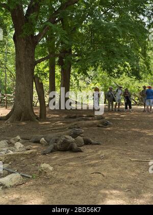 dh Tamarind Foresta KOMODO ISOLA INDONESIA Gruppo turistico di turisti Osservazione dei draghi di Komodo al parco nazionale del drago a buca d'irrigazione Foto Stock