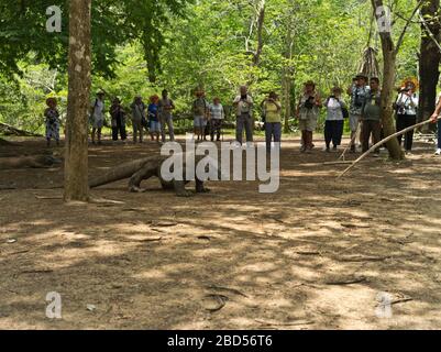 dh Tamarind Forest KOMODO ISLAND INDONESIA Gruppo di turisti che guardano i draghi di Komodo al parco nazionale del drago di un buco di irrigazione Foto Stock