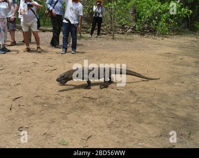 dh Tamarind Forest KOMODO ISLAND INDONESIA Gruppo di turisti che guardano Draghi del giovane Komodo, patrimonio dell'umanità dell'UNESCO, draghi del parco nazionale Foto Stock