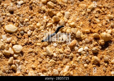 primo piano millipede portoghese nero Foto Stock