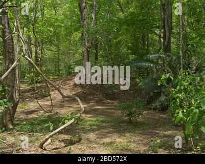 foresta di dh Tamarind ISOLA DI KOMODO INDONESIA draghi di Komodo tumulo nido Sito patrimonio dell'umanità dell'UNESCO parco nazionale drago sud-est asiatico Foto Stock