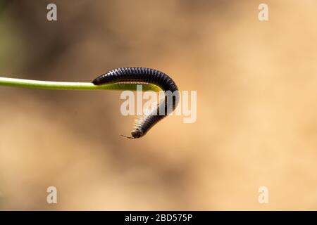 primo piano millipede portoghese nero Foto Stock