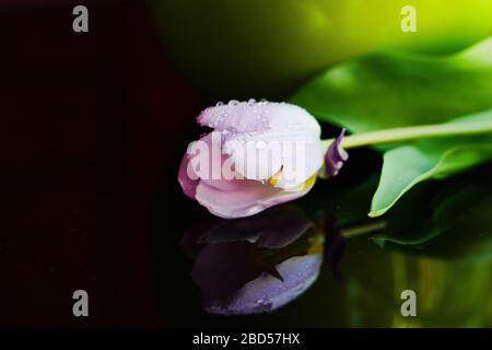 Un fiore di tulipano lilla coperto di gocce di pioggia su sfondo nero Foto Stock