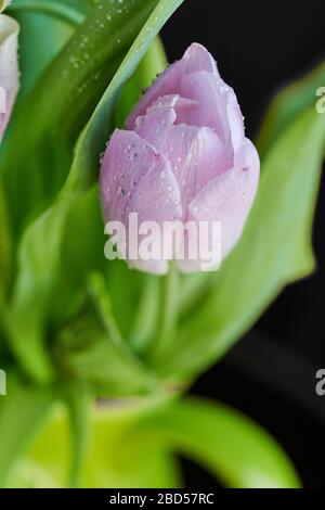 Un bouquet di tulipani lilla in un vaso verde con mele verdi ricoperte di gocce di pioggia su fondo nero Foto Stock