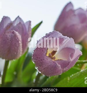 Un bouquet di tulipani lilla ricoperti di gocce di pioggia su fondo luminoso Foto Stock