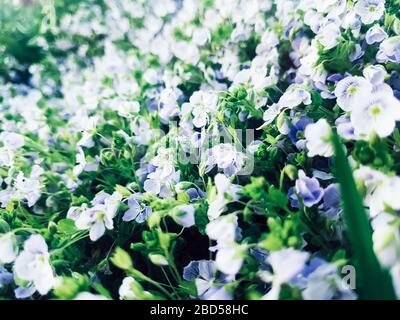 fiori gocce di neve in una radura nella foresta primaverile. Foto Stock