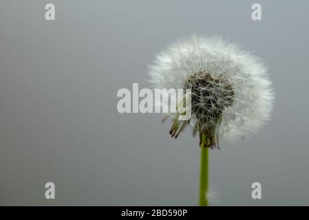 Teste di seme di dente di leone viste all'inizio di aprile. Foto Stock
