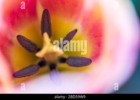 Plant Reproductive Organs, Stigma and Stamen, on a Tulip Foto Stock