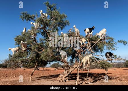 Capre bianche su un albero di Argan mangiare foglie, Essaouira, Marocco. Foto Stock