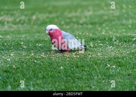 Wild Galah in Victoria Australia su erba verga Foto Stock