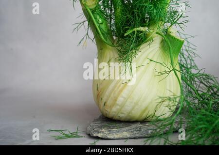 Impianto di finocchio fresco con bulbo fermo vita, fuoco selettivo Foto Stock