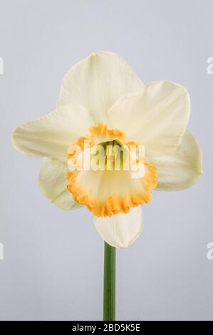 Primo piano dell'accento di daffodil su sfondo grigio. Bianco d'Avorio con una tazza di salmone. L'accento era una grande svolta nei narcisi rosa-cupped quando era dentro Foto Stock