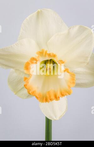 Primo piano dell'accento di daffodil su sfondo grigio. Bianco d'Avorio con una tazza di salmone. L'accento era una grande svolta nei narcisi rosa-cupped quando era dentro Foto Stock