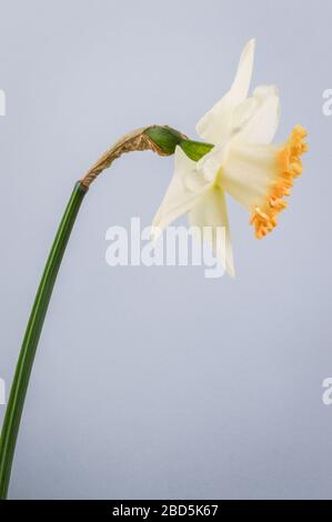 Primo piano dell'accento di daffodil su sfondo grigio. Bianco d'Avorio con una tazza di salmone. L'accento era una grande svolta nei narcisi rosa-cupped quando era dentro Foto Stock