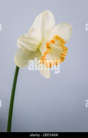 Primo piano dell'accento di daffodil su sfondo grigio. Bianco d'Avorio con una tazza di salmone. L'accento era una grande svolta nei narcisi rosa-cupped quando era dentro Foto Stock