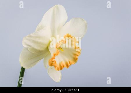 Primo piano dell'accento di daffodil su sfondo grigio. Bianco d'Avorio con una tazza di salmone. L'accento era una grande svolta nei narcisi rosa-cupped quando era dentro Foto Stock