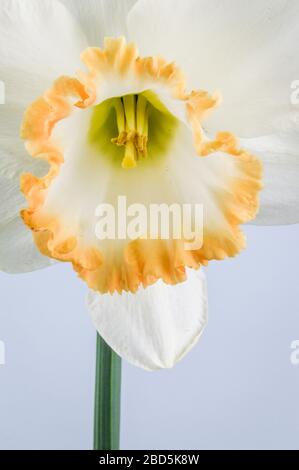 Primo piano dell'accento di daffodil su sfondo grigio. Bianco d'Avorio con una tazza di salmone. L'accento era una grande svolta nei narcisi rosa-cupped quando era dentro Foto Stock