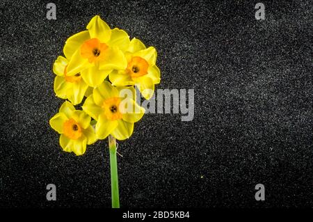 Tazzetta gialla Daffodils fiori su nero testurizzato backgorund. Foto Stock