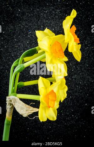 Tazzetta gialla Daffodils fiori su nero testurizzato backgorund. Foto Stock