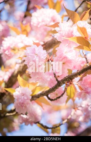 Fiore di ciliegio in piena fioritura, sakura. Fiori dettaglio Foto Stock