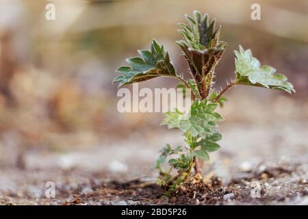 Ortica giovane - ortica orticaceae Foto Stock