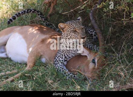 Leopardo (Panthera pardus) Caccia un Impala (Aepyceros melampus) al momento dell'uccisione. Fotografato al Parco Nazionale Serengeti, Tanzania Foto Stock