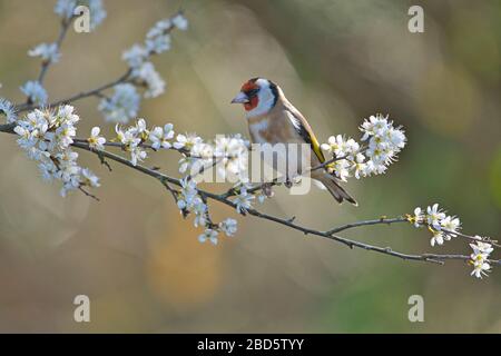 Goldfinch (Carduelis carduelis) arroccato in mezzo alla fioritura del blackthorn all'inizio della primavera Foto Stock