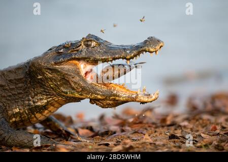 Pantanal Caiman mangiare un pesce Piranha Foto Stock